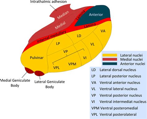 Thalamus | Anatomy, Location, Structure, Function & Physiology