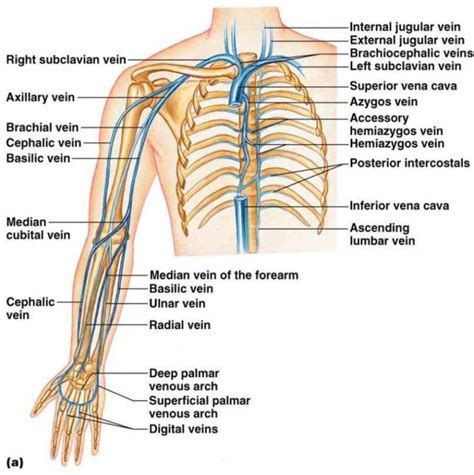 anatomy Anatomy Of The Veins In The Arm of the nerves arteries and ...