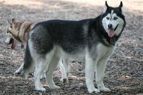 Siberian Husky Color - What Color of Siberian Husky is the Best? - Dog ...