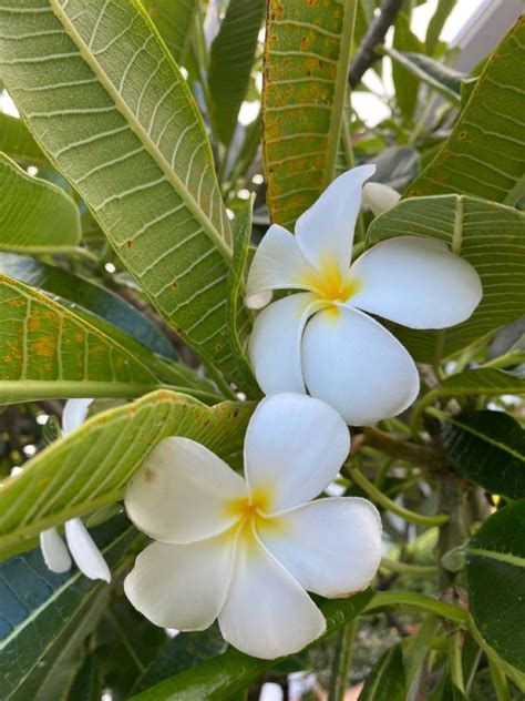 Frangipani flowers | Frangipani, Flowers, Plants