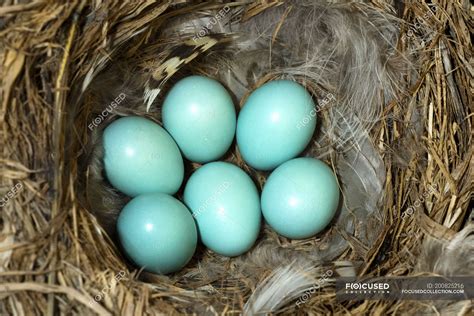 Mountain bluebird eggs in bird nest made of plants and feathers — straw ...