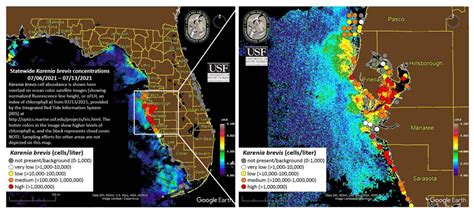 FWC Report Finds Lingering High Concentrations Of Red Tide In Tampa Bay ...