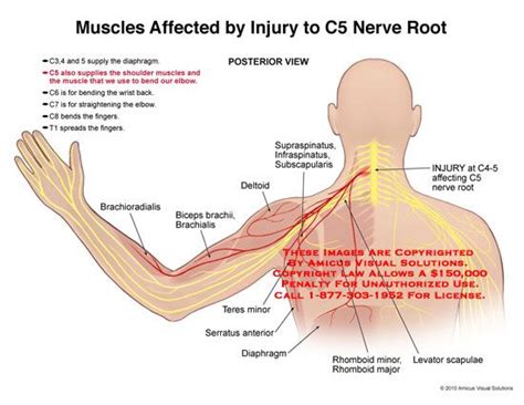 Pin on Anatomy & Yoga