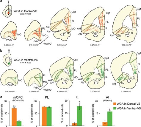 Medial orbitofrontal cortex (mOFC) projects through dorsal–ventral ...