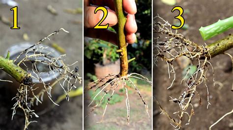 3 Stem cuttings ideas | cutting | 3 Stem cuttings ideas with rooting ...