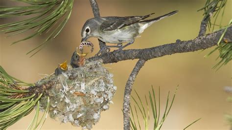 Baby Birds Feeding HD desktop wallpaper : Widescreen : High Definition ...