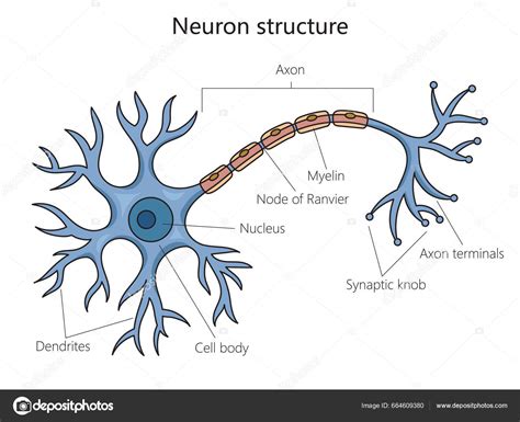 Estructura Neuronal Diagrama Células Cerebrales Ilustración Vectorial ...