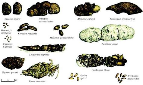 key to identify animals by droppings - Memórias do Instituto Oswaldo ...