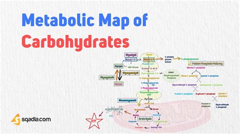 Metabolic Map of Carbohydrates - Introduction