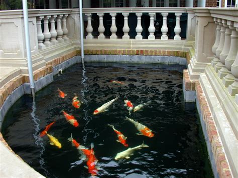 Koi pond vs Garden pond - What's the difference? — PondWorks