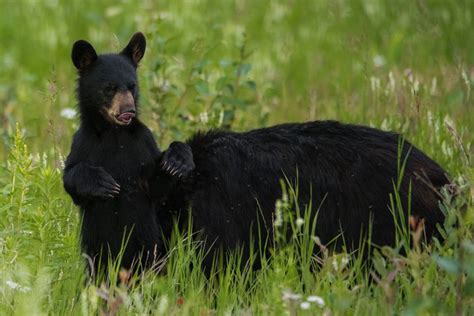 Wildlife-North Cascades | Cascade Loop