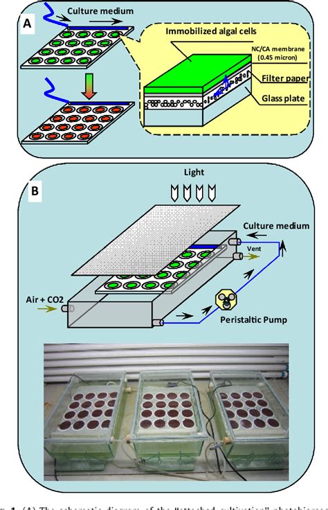 Figure 1 from Attached cultivation of Haematococcus pluvialis for ...