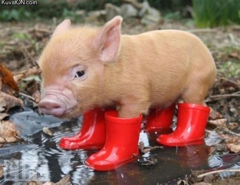 Teacup Pig - Best Animals