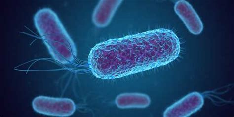 Bacillus Coagulans: The beneficial probiotic bacteria | Anzen Exports