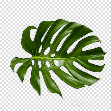 Large Monstera Leaf Png / 576 x 618 jpeg 122 кб. - Frikilo Quesea