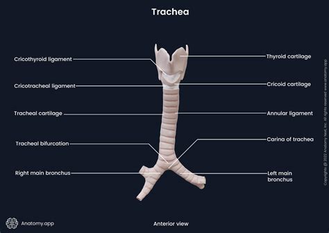 Tracheal Cartilage Diagram