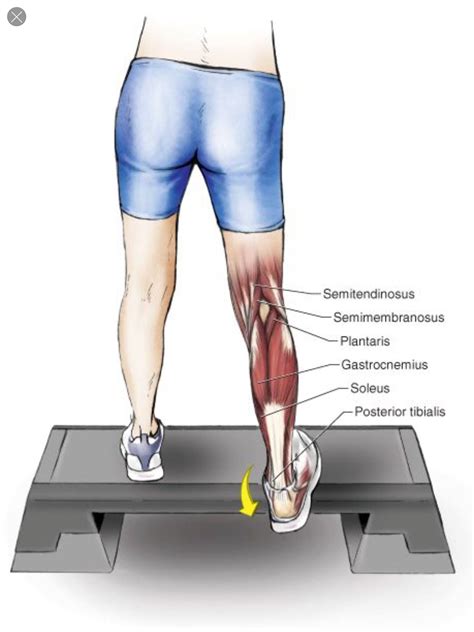 Calf Stretch: Soleus Muscle