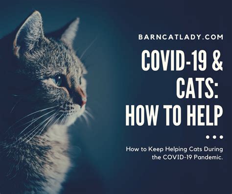 COVID-19 and Cats: How to Help – The Barn Cat Lady