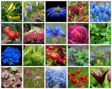 Colorful Flowers And Their Names | Best Flower Site