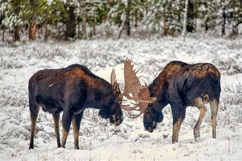 Moose Fighting Photograph by Paul Freidlund - Pixels