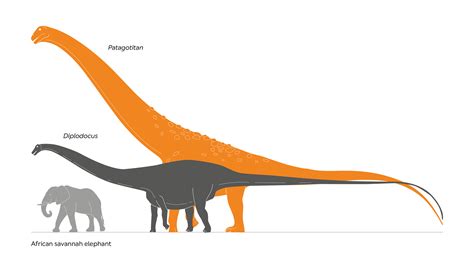 The world’s largest dinosaur is coming to the Natural History Museum