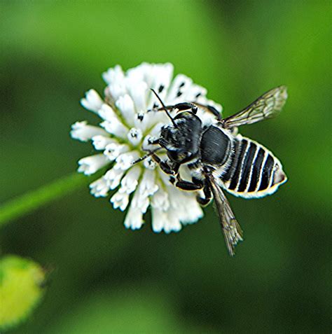 black and white striped bee | BLACK&WHITE STRIPES | Pinterest