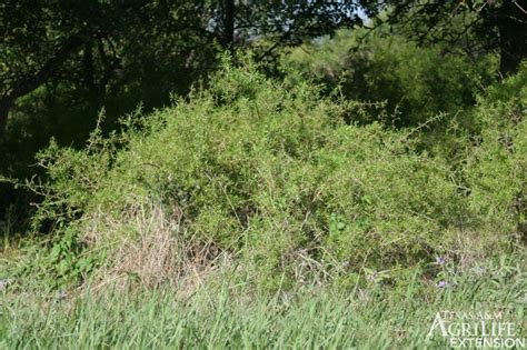 Plants of Texas Rangelands » Wolfberry