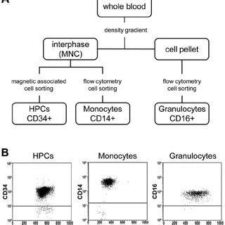 Isolation of primary cell samples. (A) Flow chart showing the isolation ...