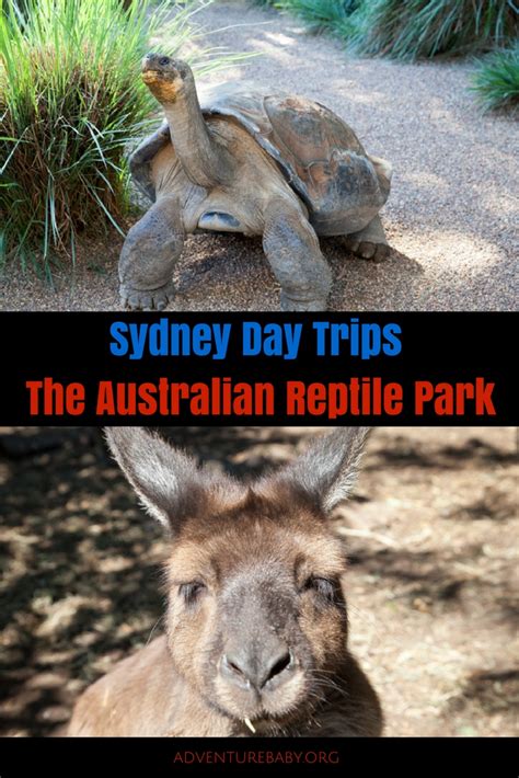 Sydney Day Trips: The Australian Reptile Park - Adventure, baby!