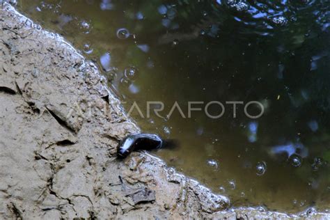 ALIRAN SUNGAI TERCEMAR LIMBAH | ANTARA Foto