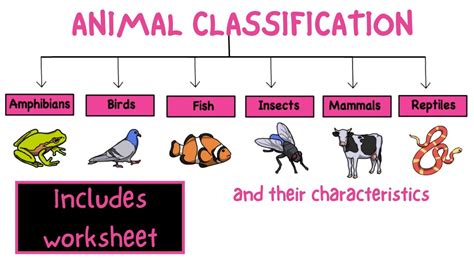 Top 131+ Animal classification for children - Merkantilaklubben.org