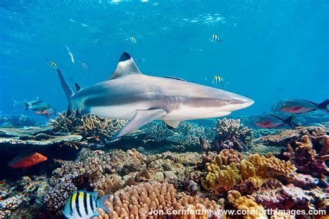 Beqa Blacktip Reef Shark 1 Photo, Picture, Print | Cornforth Images