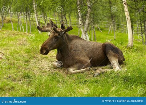 Resting Young Male Moose Stock Photos - Image: 7190473