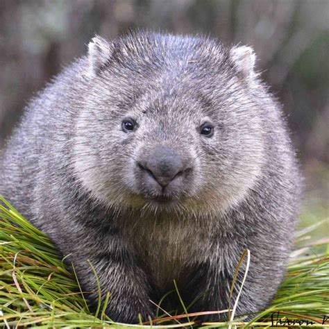 A Year on the Apple Isle | Wombat, Australia animals, Australian animals