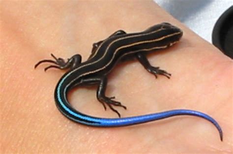 PA HERP IDENTIFICATION » Common Five-lined Skink