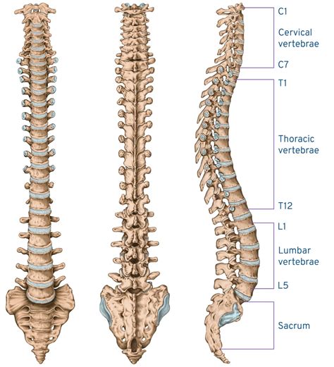 Vertebrae Anatomy