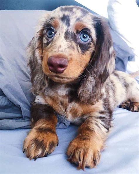 Beautiful baby girl | Dachshund puppies, Cute dogs, Puppies