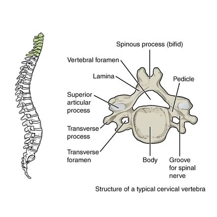 Vertebrae Anatomy