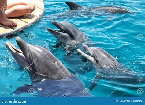 Dolphins at the Dolphin Reef in Eilat. Israel Stock Photo - Image of ...