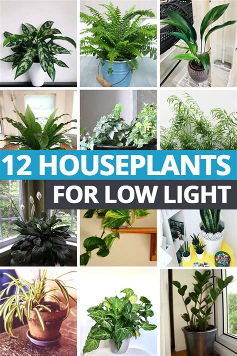 Best low light indoor plants download - retaudit