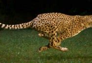 This Cheetah is Running 100 km/h… in Super Slow Motion » TwistedSifter