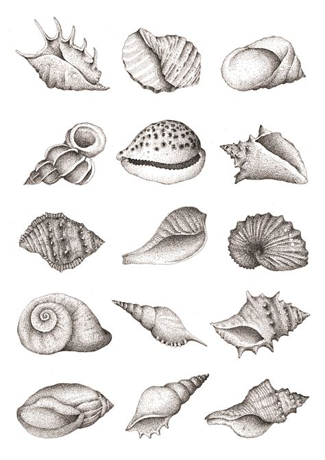 Conch Shell Drawing Easy - Draw-head