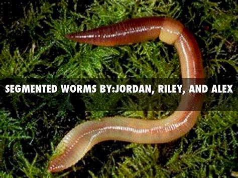 Segmented Worms by James Pifer