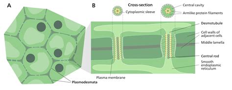 Middle Lamella Function: What, Structure FAQs