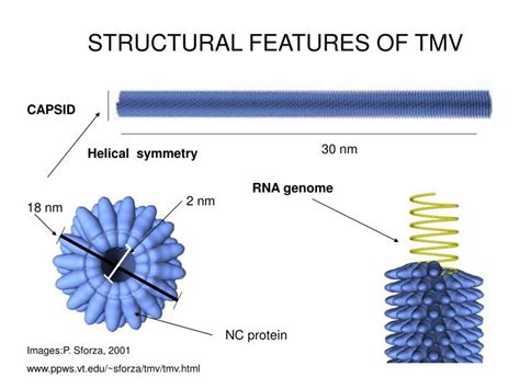 PPT - Tobacco mosaic virus PowerPoint Presentation - ID:1221787