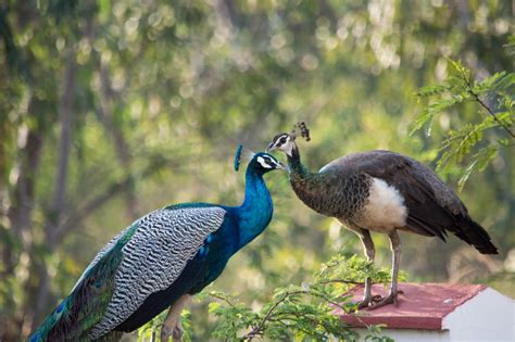 Peacock Vs Turkey Differences And Comparison » Differencess