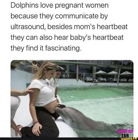 Dolphins love pregnant women because they communicate by ultrasound ...