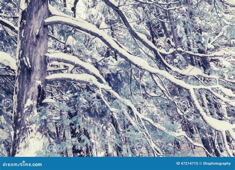 Infrared Snow Covered Cedar Tree Stock Image - Image of infrared ...