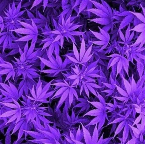 Purple Weed Wallpapers - Top Free Purple Weed Backgrounds - WallpaperAccess