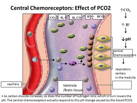 Central Chemoreceptors